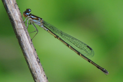 Fragile Forktail female