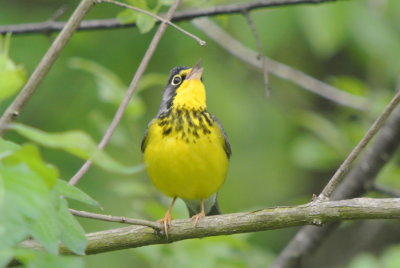 Canada Warbler (Wilsonia canadensis ) male