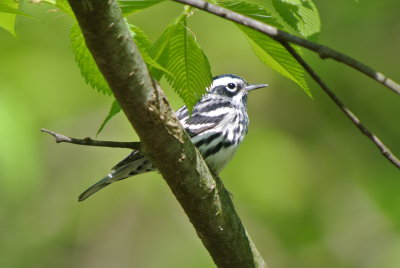 Black-and-white Warbler (Mniotilta varia ) male