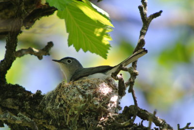 Blue-gray Gnatcatcher ( Polioptila caerulea )