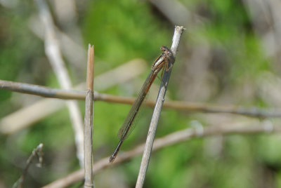 Eastern Forktail female