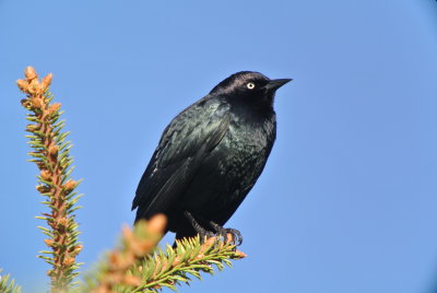 Brewer's Blackbird ( Euphagus cyanocephalus )male