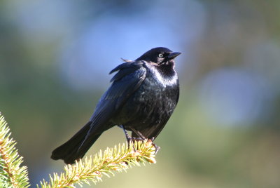 Brewer's Blackbird ( Euphagus cyanocephalus )male