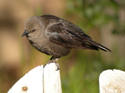 Brewer's Blackbird ( Euphagus cyanocephalus ) female