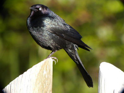 Brewer's Blackbird ( Euphagus cyanocephalus )male