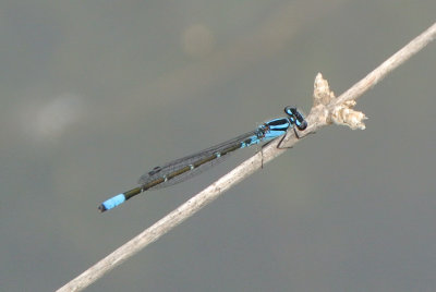 Skimming Bluet  (Enallagma geminatum ) male
