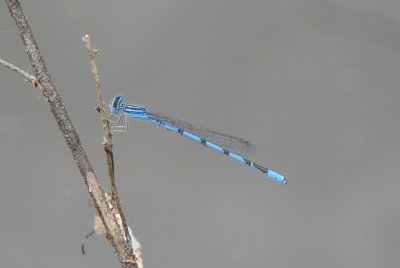 Double-striped Bluet ( Enallagma basidens ) male