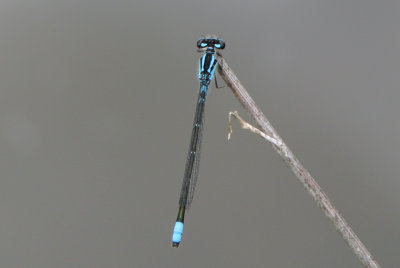 Skimming Bluet  (Enallagma geminatum ) male