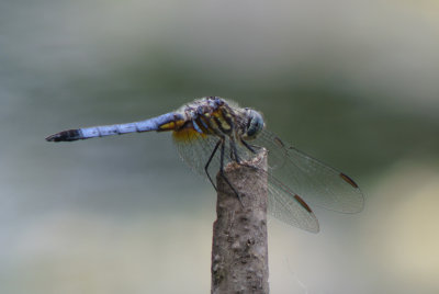 Blue Dasher  ( Pachydiplax longipennis ) male