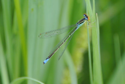 Rainbow Bluet ( Enallagma antennatum ) male