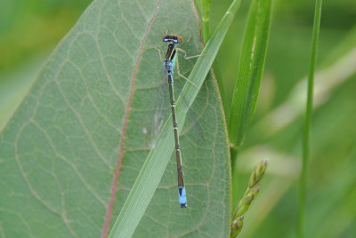 Rainbow Bluet ( Enallagma antennatum ) male