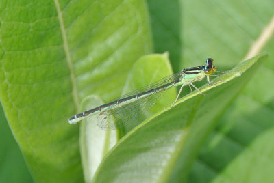 Rainbow Bluet ( Enallagma antennatum ) female