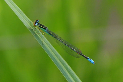 Rainbow Bluet ( Enallagma antennatum ) male