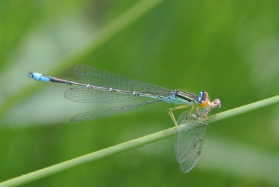 Rainbow Bluet ( Enallagma antennatum ) male