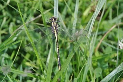 Pronghorn Clubtail (Gomphus graslineus ) female