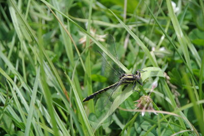 Pronghorn Clubtail (Gomphus graslineus ) female