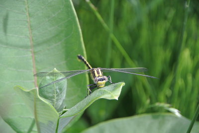 Pronghorn Clubtail (Gomphus graslineus ) female