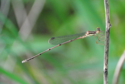 Slender Spreadwing (Lestes rectangularis ) male