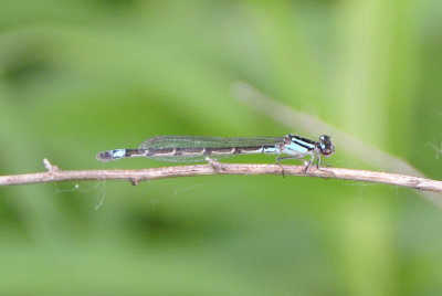 Skimming Bluet  (Enallagma geminatum ) female