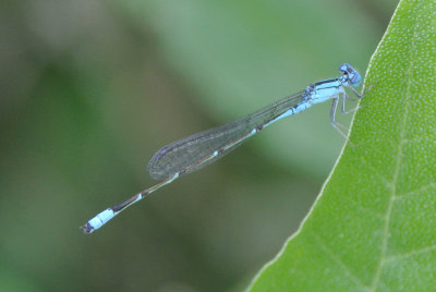 Slender Bluet ( Enallagma traviatum ) male