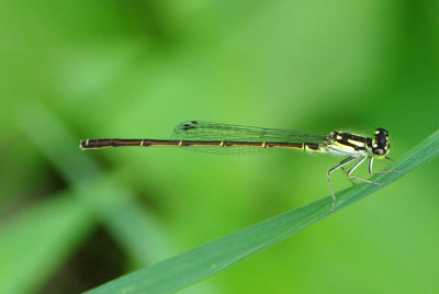 Fragile Forktail ( Ischnura posita ) male