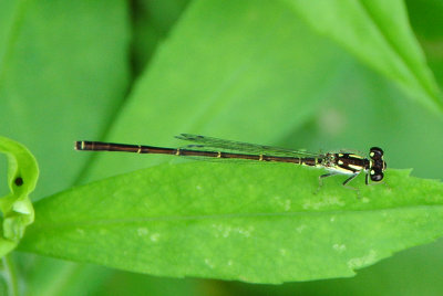 Fragile Forktail ( Ischnura posita ) male