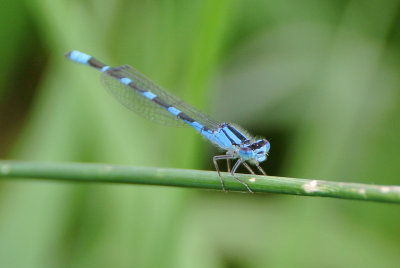 Tule Bluet ( Enallagma carunculatum ) male 