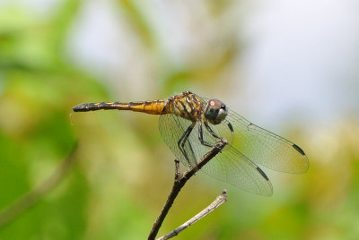 Blue Dasher ( Pachydiplax longipennis ) female