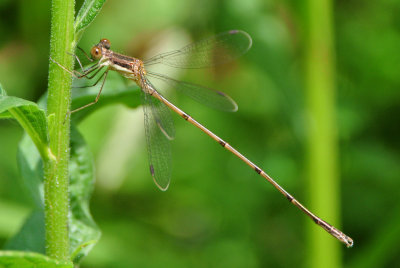 Slender Spreadwing (Lestes rectangularis ) male