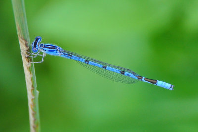 Double-striped Bluet ( Enallagma basidens ) male
