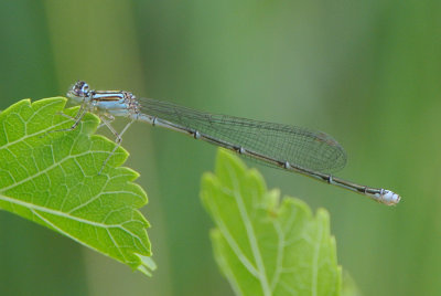 Stream Bluet  (Enallagma exsulans )blue form female
