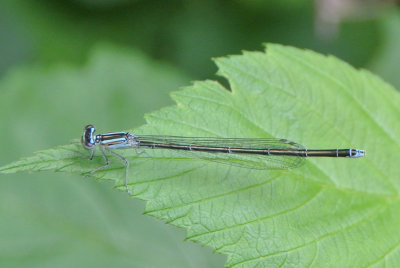 Stream Bluet  (Enallagma exsulans )blue form female