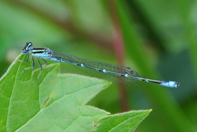 Stream Bluet  (Enallagma exsulans ) male
