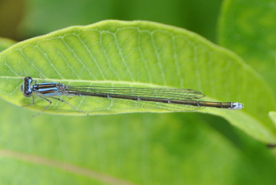 Stream Bluet  (Enallagma exsulans )blue form female