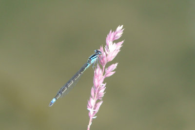 Skimming Bluet  (Enallagma geminatum ) female