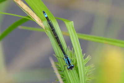 Skimming Bluet  (Enallagma geminatum ) female