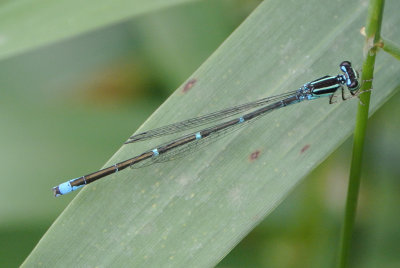 Stream Bluet  (Enallagma exsulans ) male