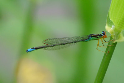 Rainbow Bluet ( Enallagma antennatum ) male