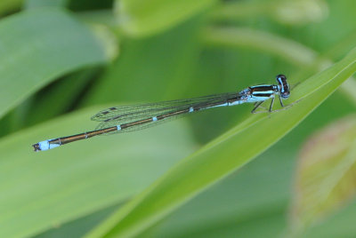 Stream Bluet  (Enallagma exsulans ) male