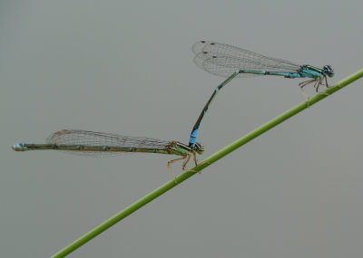 Stream Bluet  (Enallagma exsulans ) tandem pair