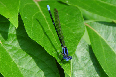 Blue-ringed Dancer ( Argia sedula ) male