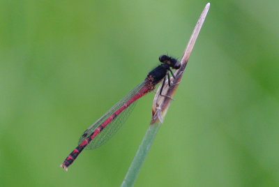 Eastern Red Damsel   Amphiagrion .intermediate male