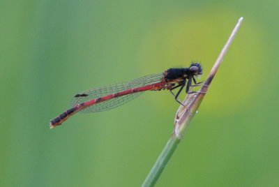 Eastern Red Damsel   Amphiagrion .intermediate male