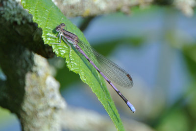 Variable Dancer ( Argia fumipennis violacea ) male