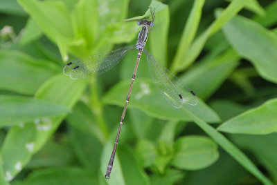 Slender Spreadwing (Lestes rectangularis ) male