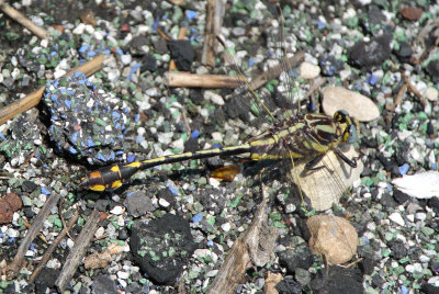 Plains Clubtail ( Gomphus externus )