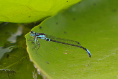 Lilypad Forktail ( Ischnura kellicotti ) male 