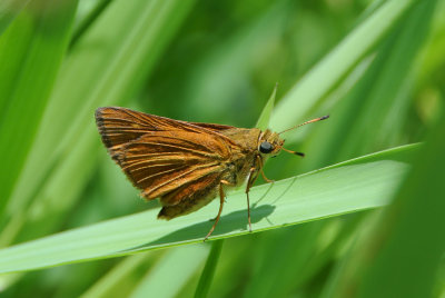 Dion Skipper ( Euphyes dion ) female