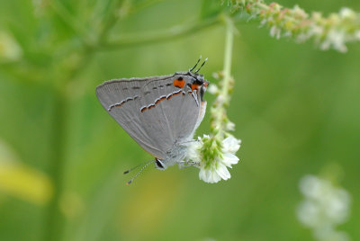 Gray Hairstreak (Strymon melinus )male