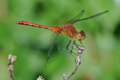 Ruby Meadowhawk ( Sympetrum rubicundulum )  male